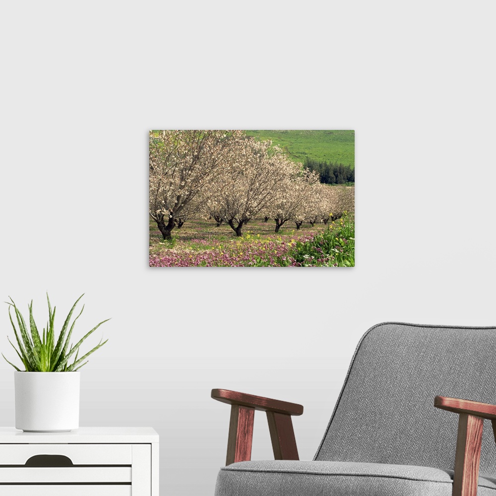 A modern room featuring Winter flowers and almond trees in blossom in Lower Galilee, Israel, Middle East