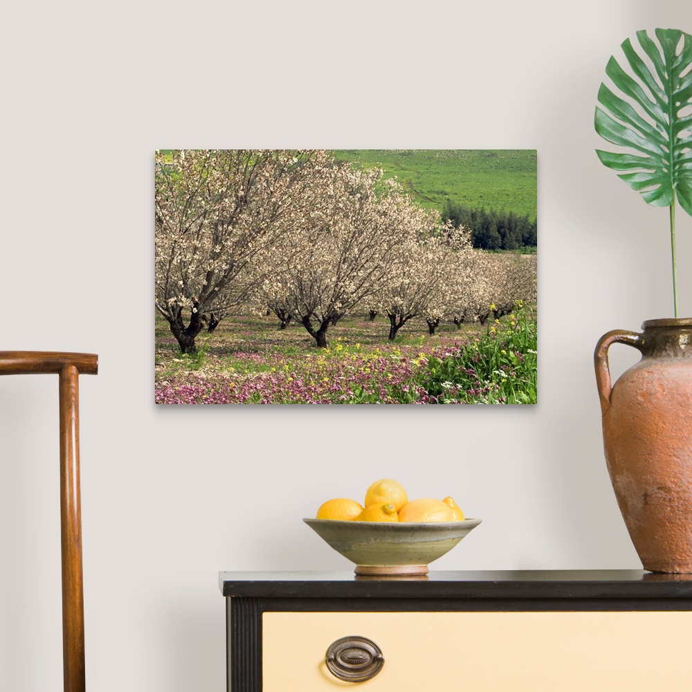 A traditional room featuring Winter flowers and almond trees in blossom in Lower Galilee, Israel, Middle East