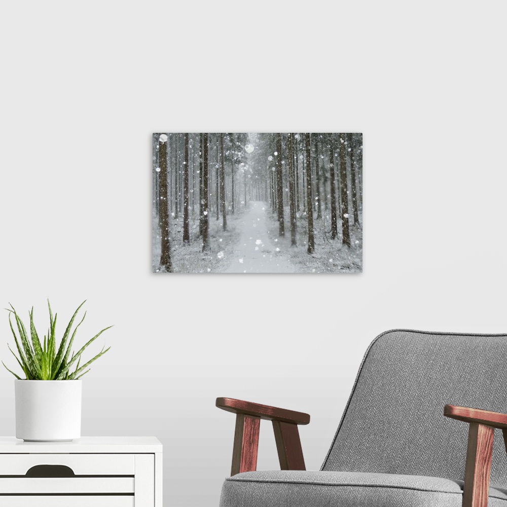 A modern room featuring Winter landscape, Black Forest, Baden-Wurttemberg, Germany