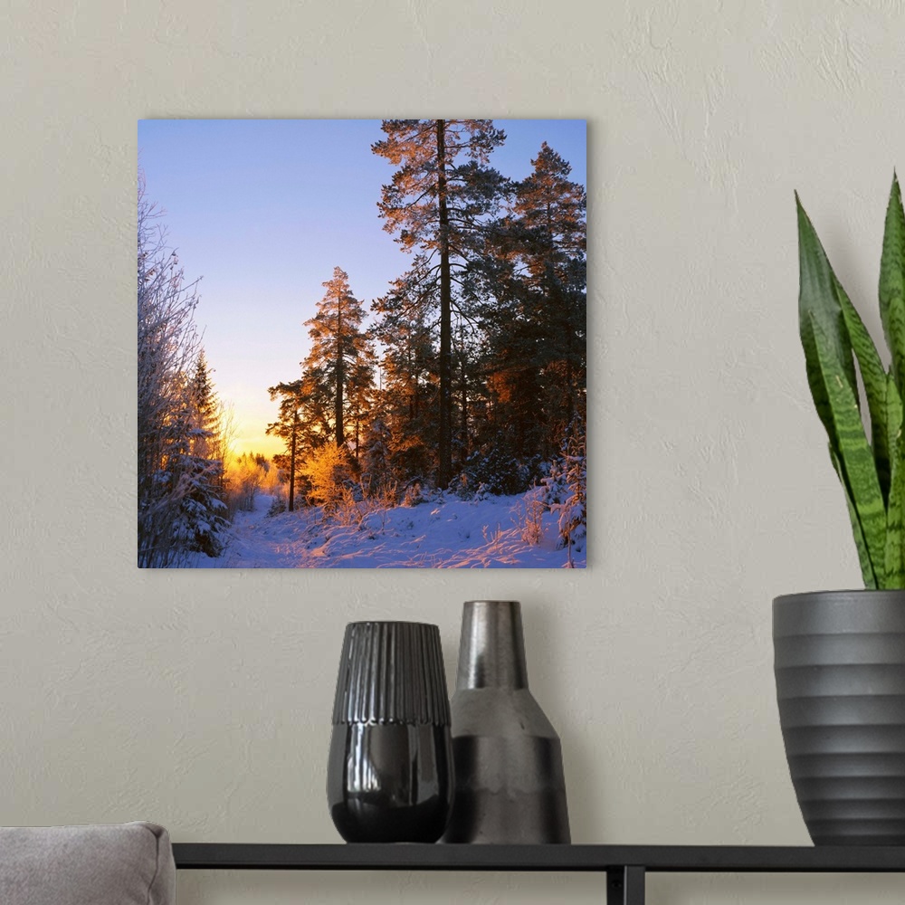A modern room featuring Winter sunset in the forest near Oslo, Norway, Scandinavia, Europe