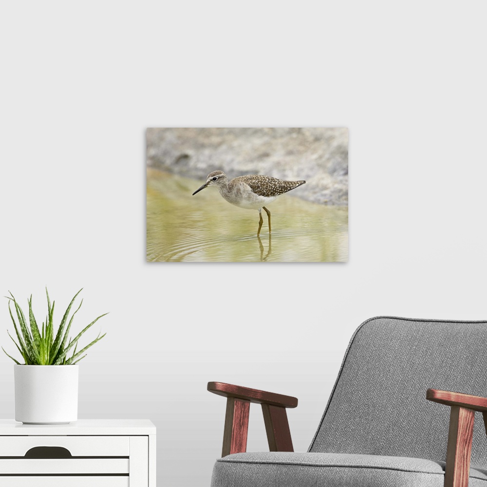 A modern room featuring Wood sandpiper, Kruger National Park, South Africa, Africa