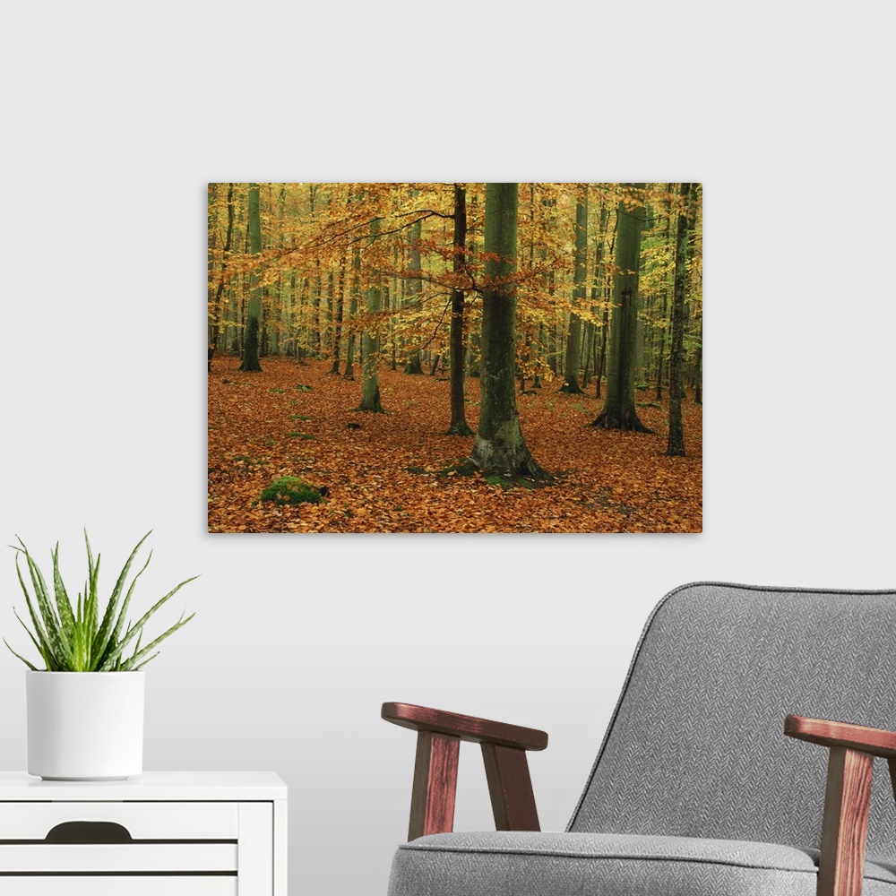 A modern room featuring Woodland of beech trees in autumn in the Forest of Compiegne in Picardie, France