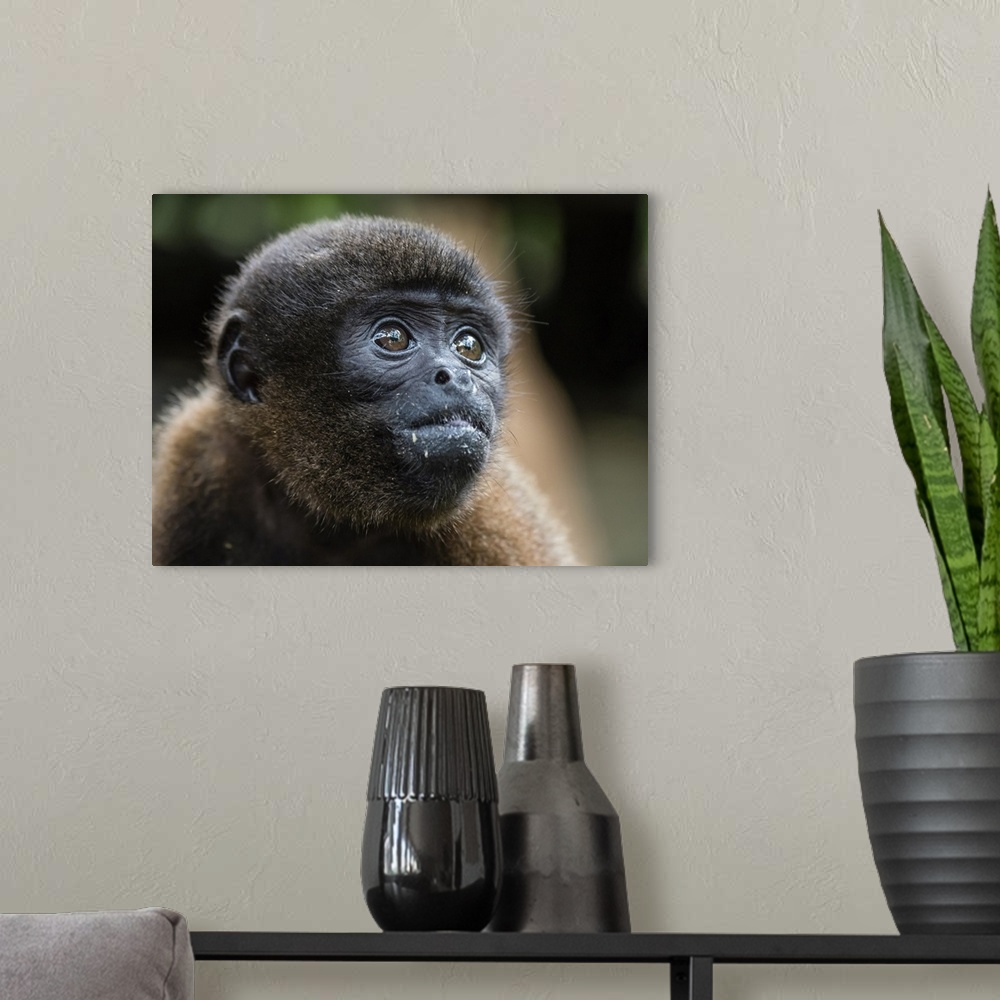 A modern room featuring An adult common woolly monkey (Lagothrix lagothricha), in the trees along the Yarapa River, Nauta...