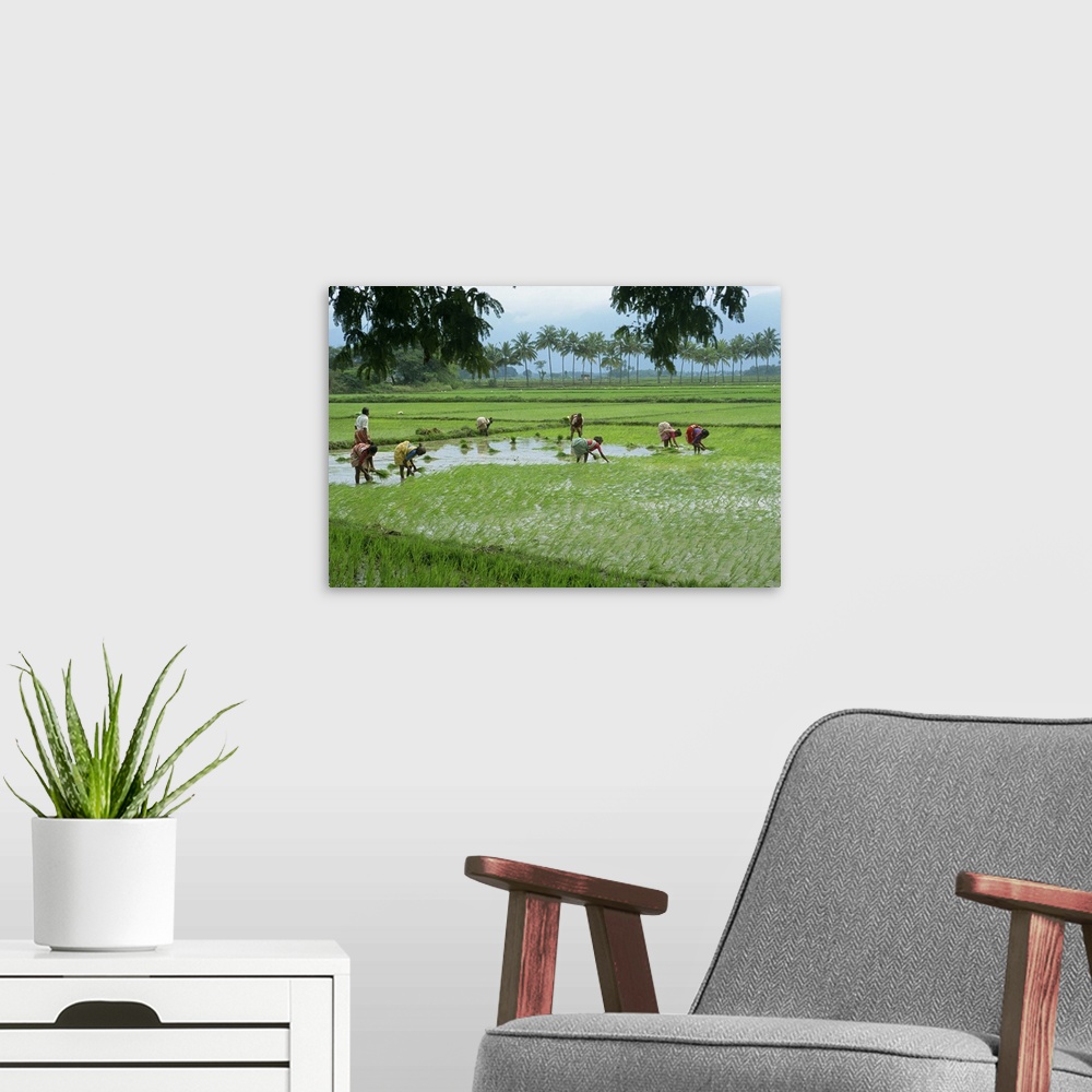 A modern room featuring Workers in the rice fields near Madurai, Tamil Nadu state, India, Asia