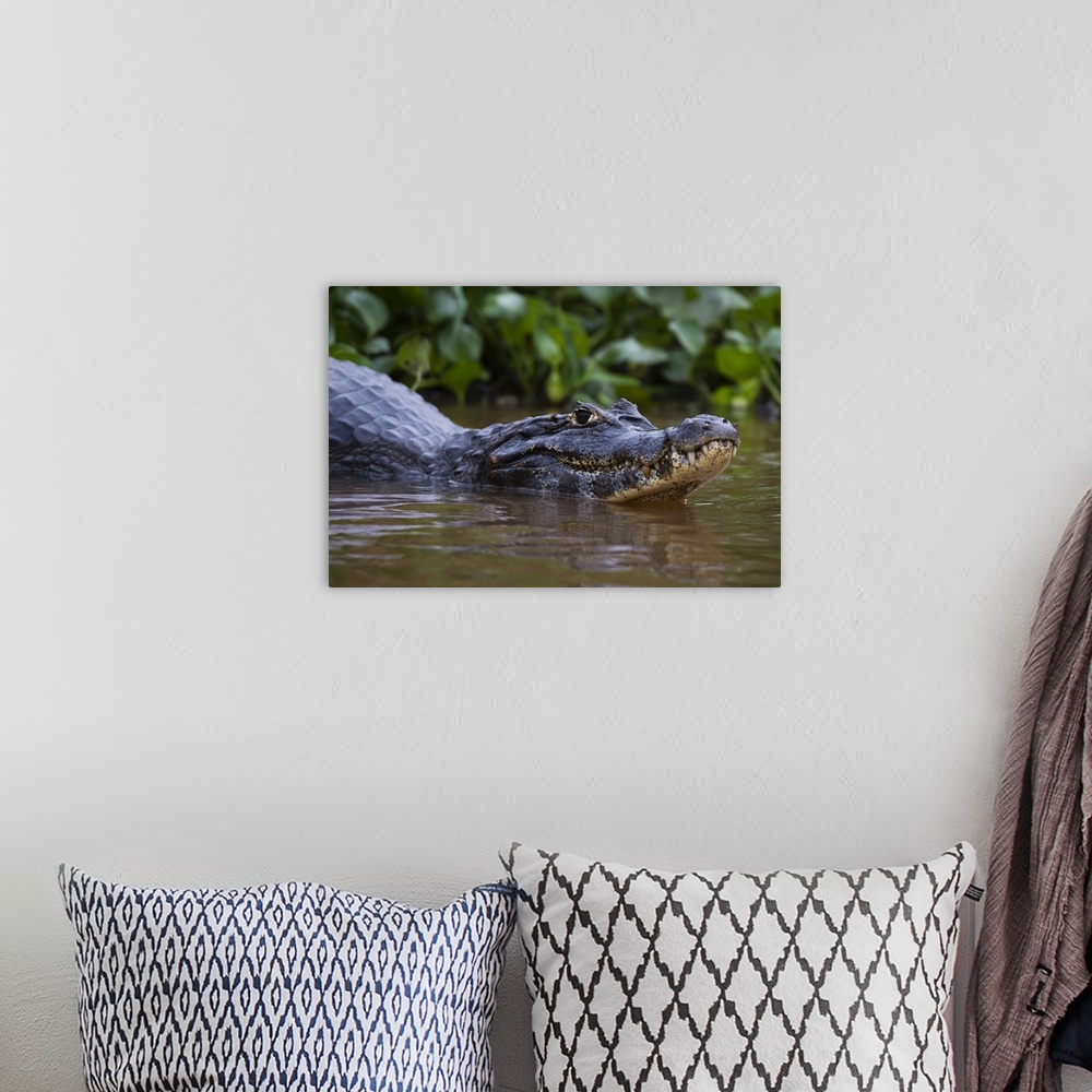 A bohemian room featuring Yacare caiman, Pantanal, Mato Grosso, Brazil