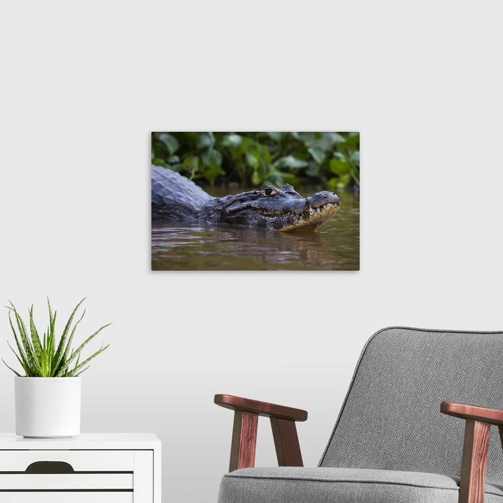 A modern room featuring Yacare caiman, Pantanal, Mato Grosso, Brazil