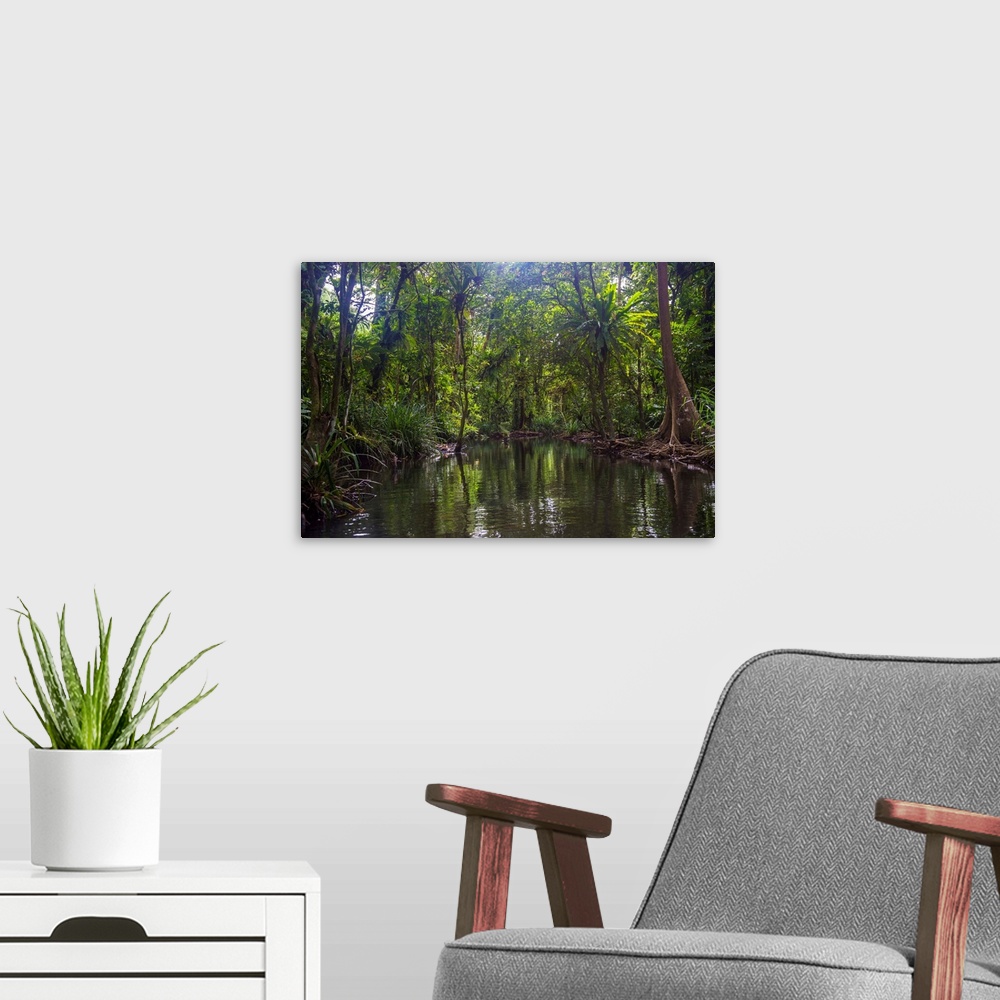 A modern room featuring Yela Ka forest conservation area of ka trees (Terminalia carolinensis) in the Yela Valley, Kosrae...
