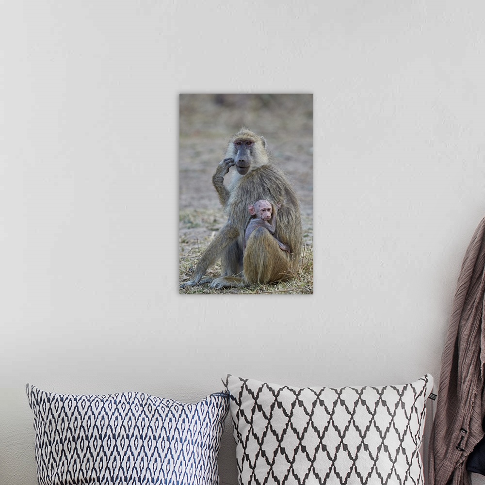 A bohemian room featuring Yellow baboon mother and days-old infant, Ruaha National Park, Tanzania