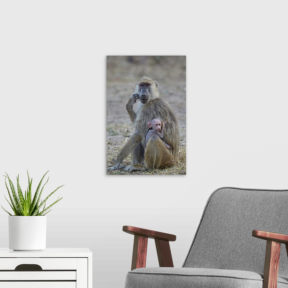 A modern room featuring Yellow baboon mother and days-old infant, Ruaha National Park, Tanzania