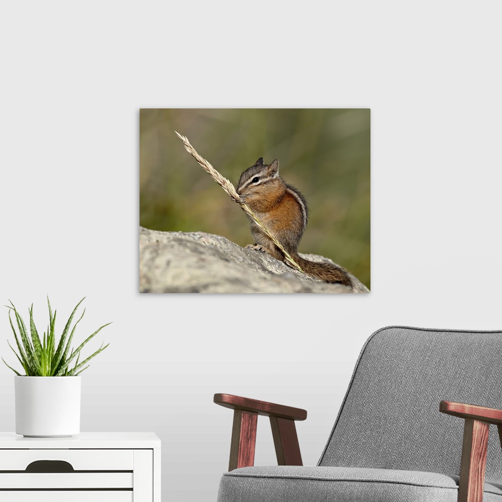 A modern room featuring Yellow pine chipmunk (Eutamias amoenus) eating a grass head, Yellowstone National Park, Wyoming, ...