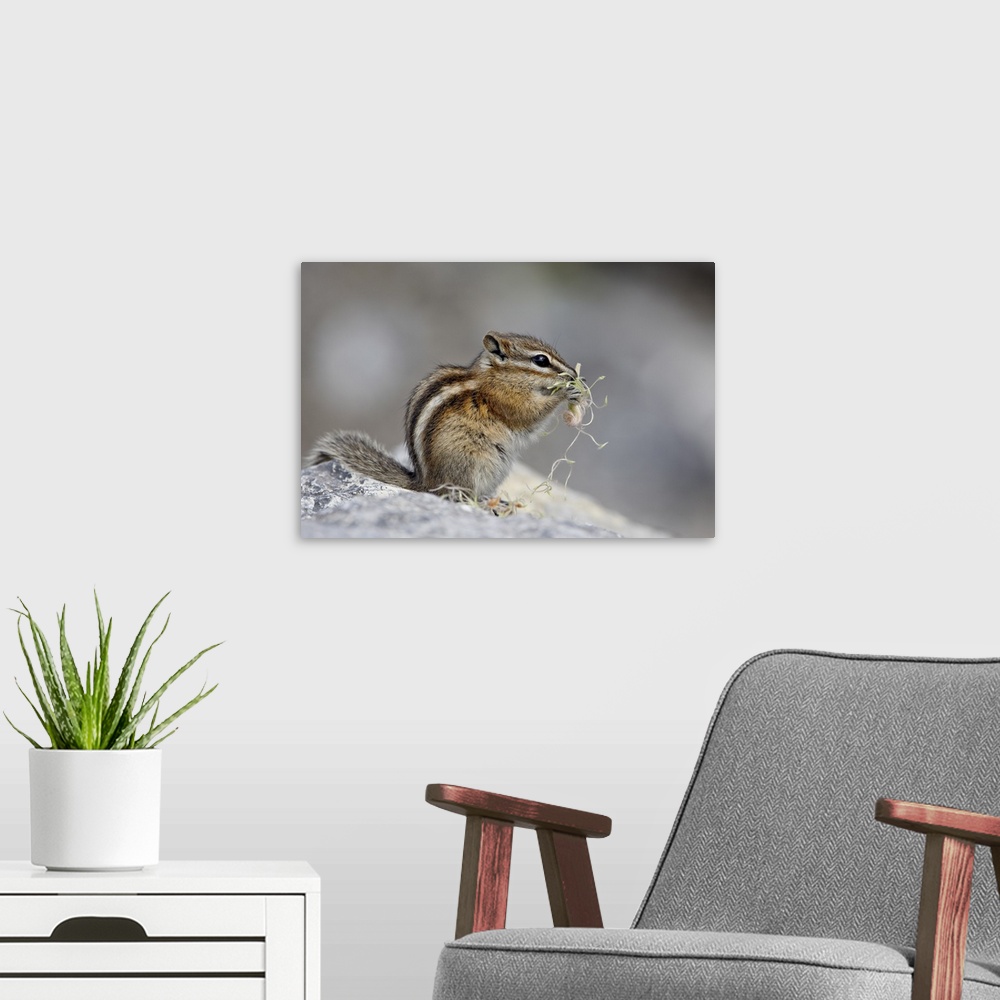 A modern room featuring Yellow pine chipmunk eating, Muncho Lake Provincial Park, Canada