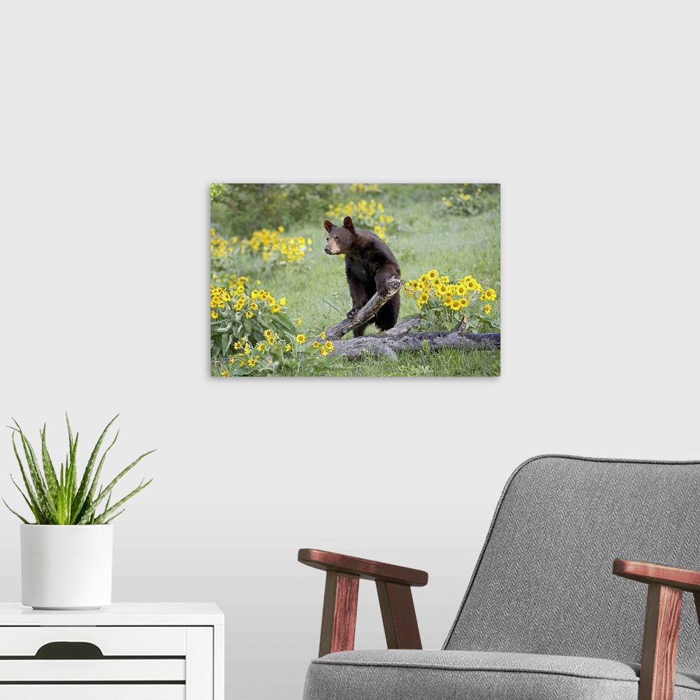 A modern room featuring Young black bear a year and a half old, Bozeman, Montana