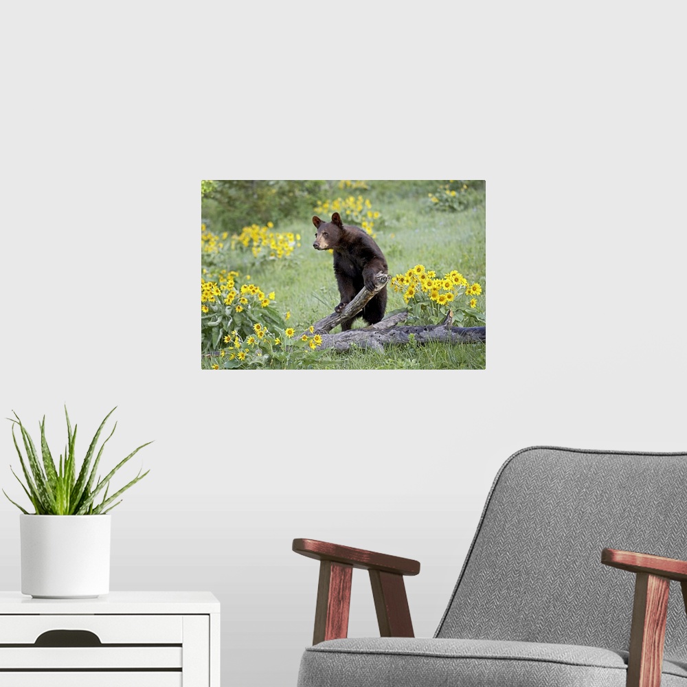 A modern room featuring Young black bear a year and a half old, Bozeman, Montana