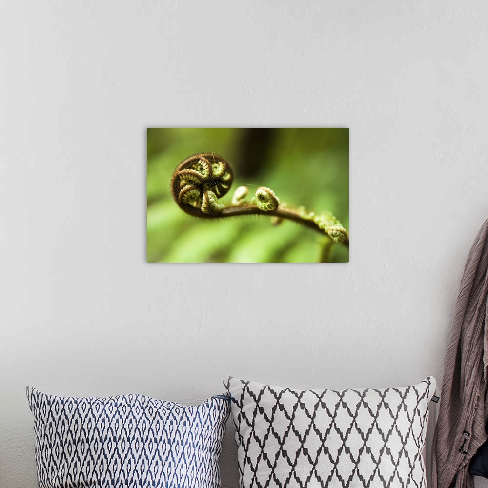 A bohemian room featuring Young frond of fern unfurling