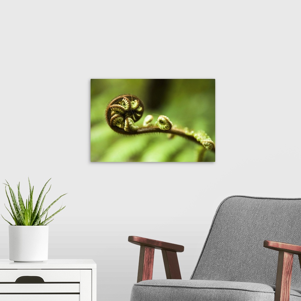 A modern room featuring Young frond of fern unfurling