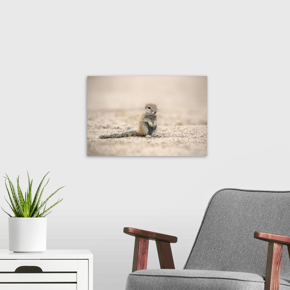 A modern room featuring Young ground squirrel (Xerus inauris), Kgalagadi Transfrontier Park, Northern Cape, South Africa,...