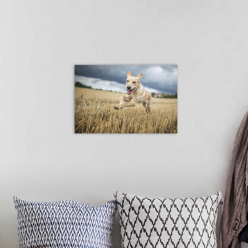A bohemian room featuring Young Labrador running through a field of wheat, United Kingdom, Europe