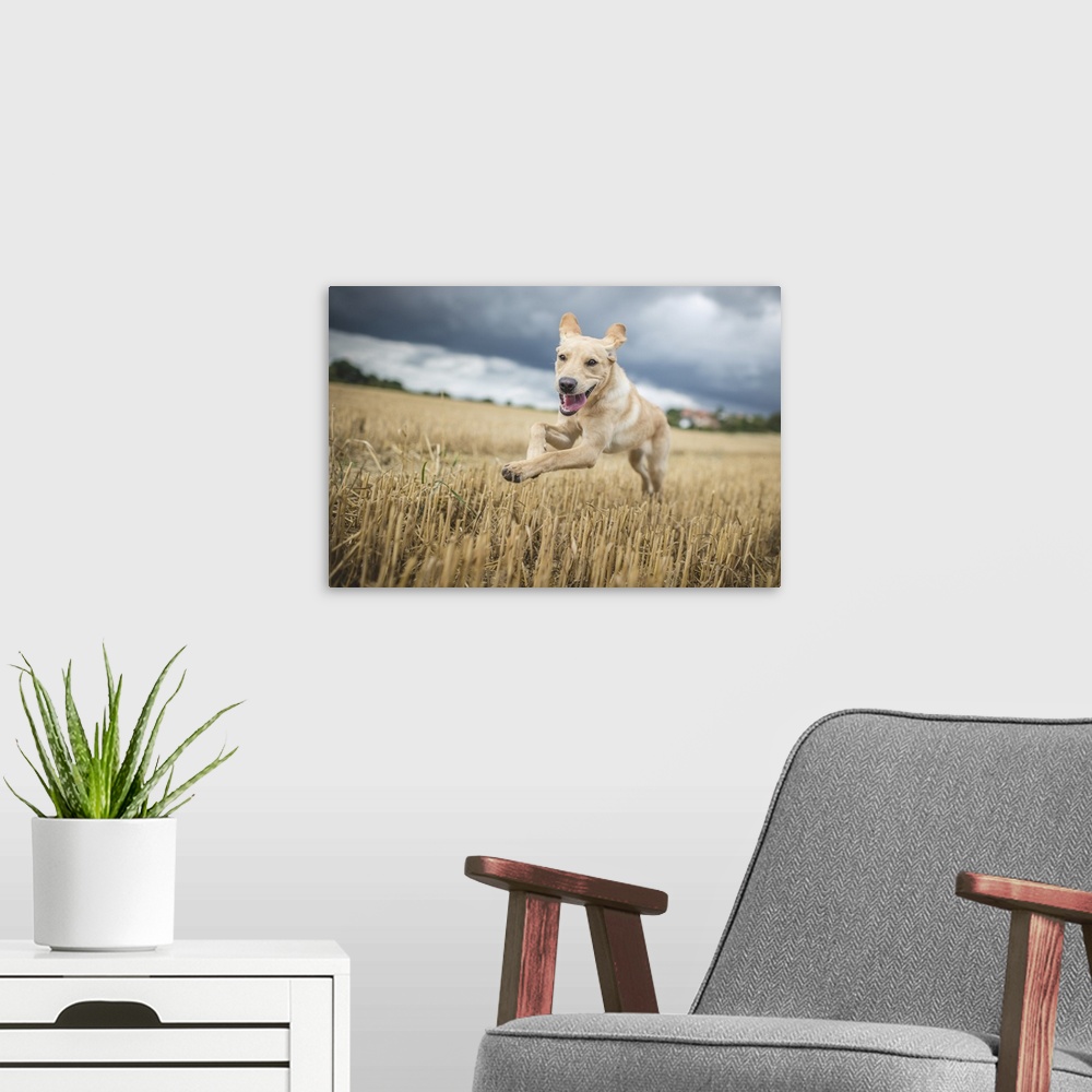 A modern room featuring Young Labrador running through a field of wheat, United Kingdom, Europe