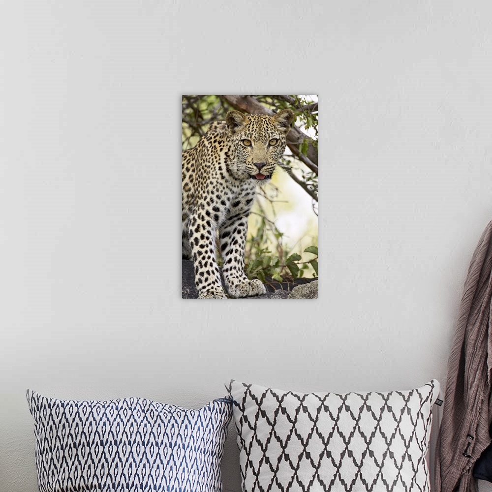 A bohemian room featuring Young leopard, Kruger National Park, Africa