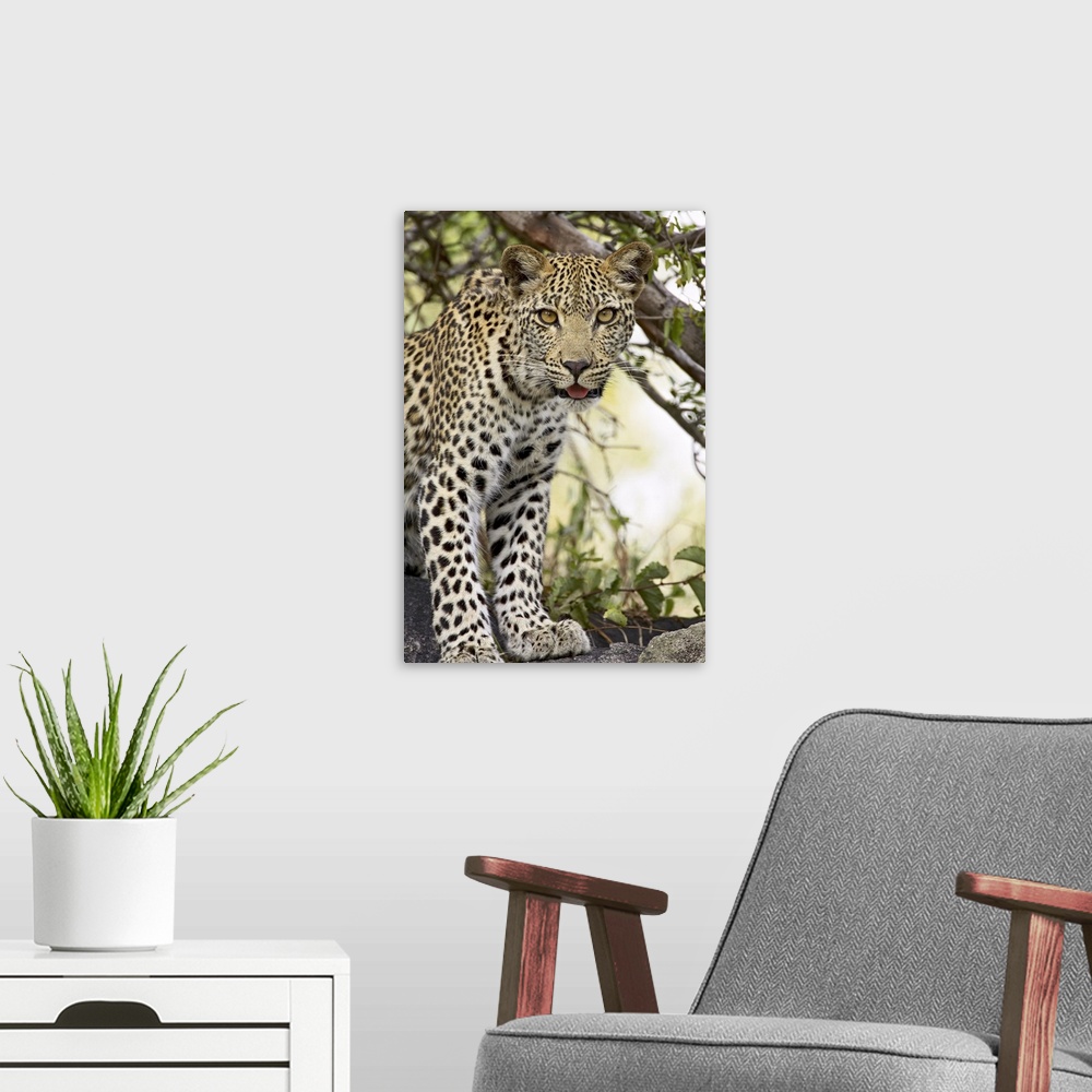A modern room featuring Young leopard, Kruger National Park, Africa
