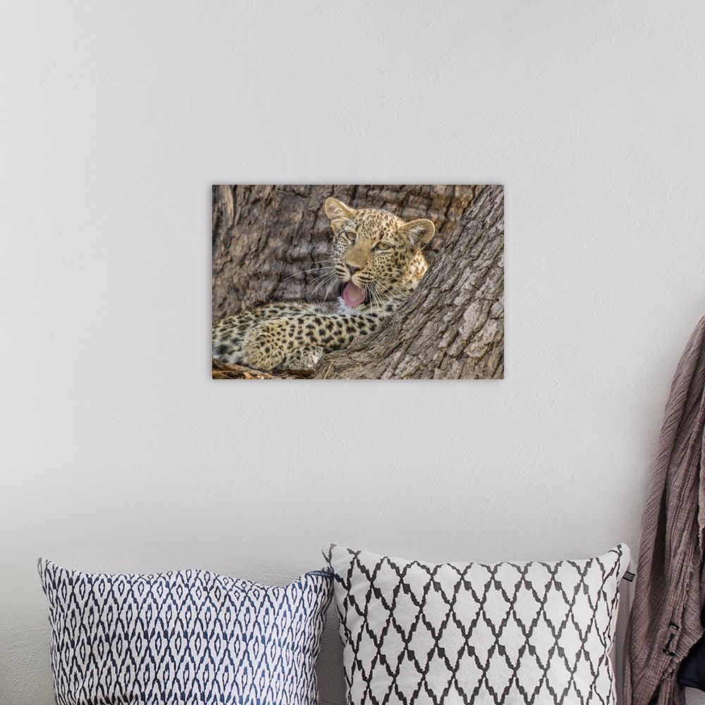 A bohemian room featuring Young leopard (Panthera pardus), yawning in a tree, South Luangwa National Park, Zambia, Africa