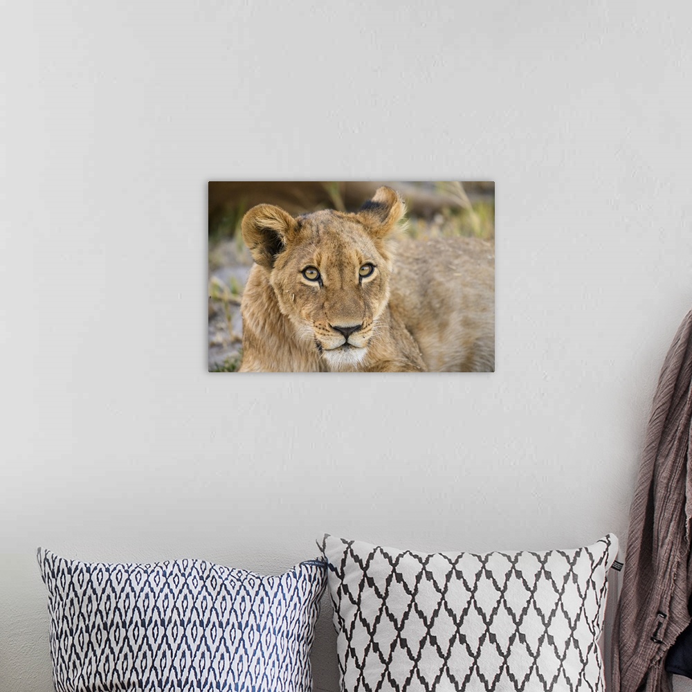 A bohemian room featuring Young Lion cub (Panthera leo), about 6 months old, Khwai Private Reserve, Okavango Delta, Botswan...