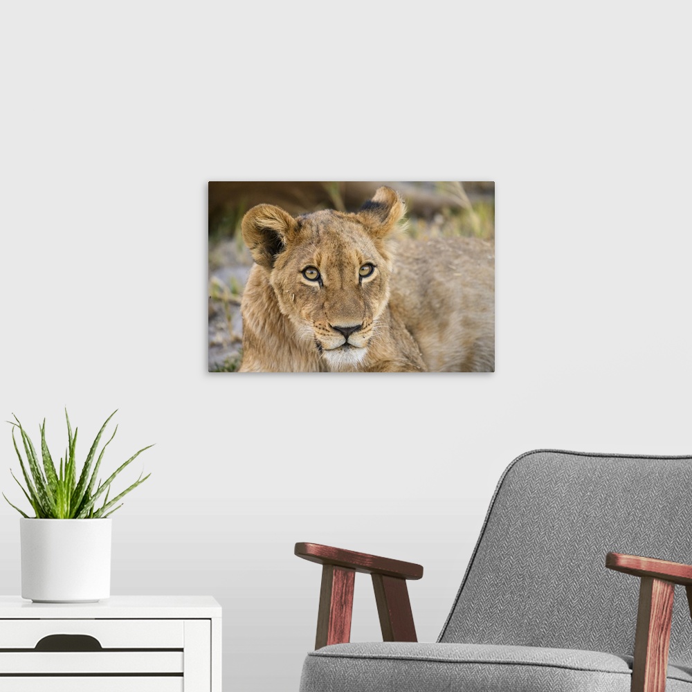 A modern room featuring Young Lion cub (Panthera leo), about 6 months old, Khwai Private Reserve, Okavango Delta, Botswan...
