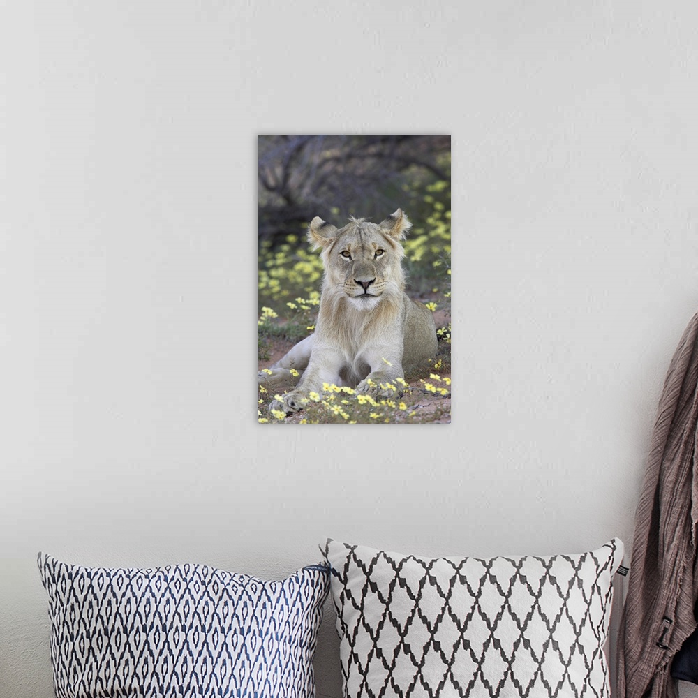 A bohemian room featuring Young male lion, Kgalagadi Transfrontier Park, South Africa