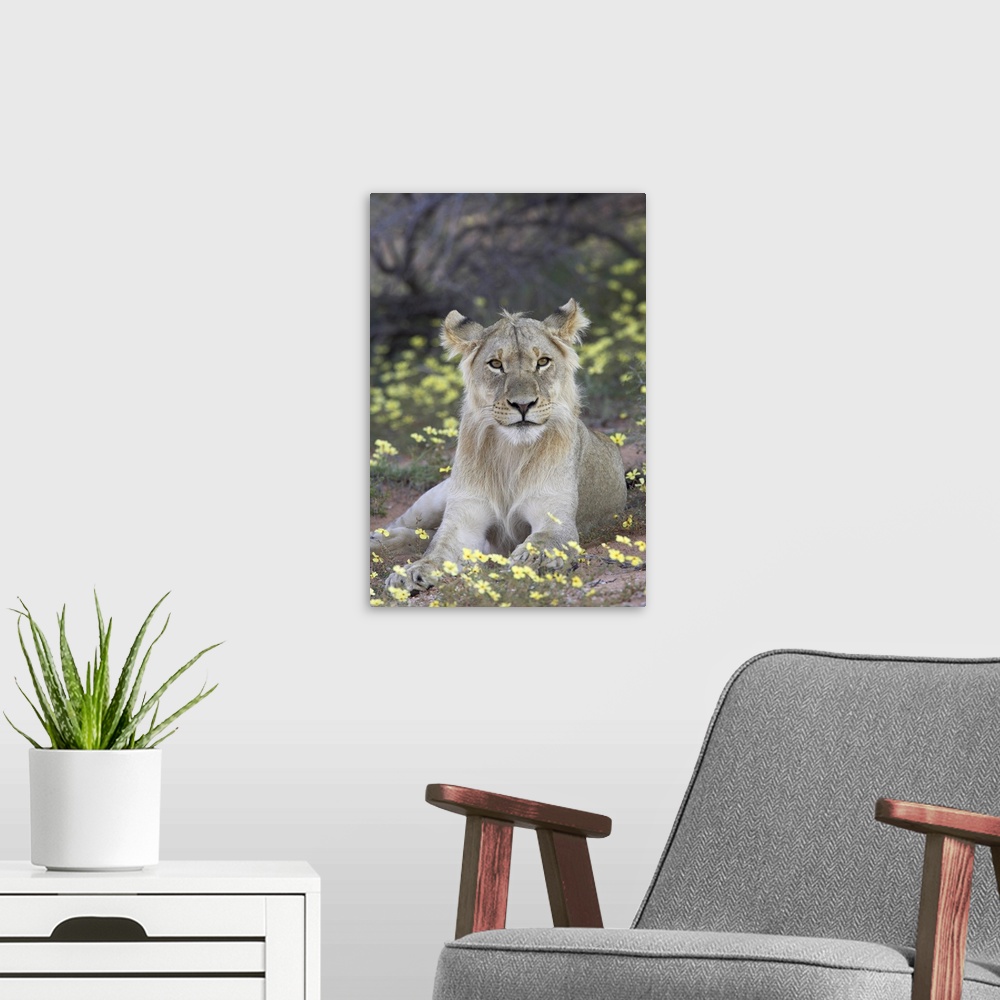 A modern room featuring Young male lion, Kgalagadi Transfrontier Park, South Africa