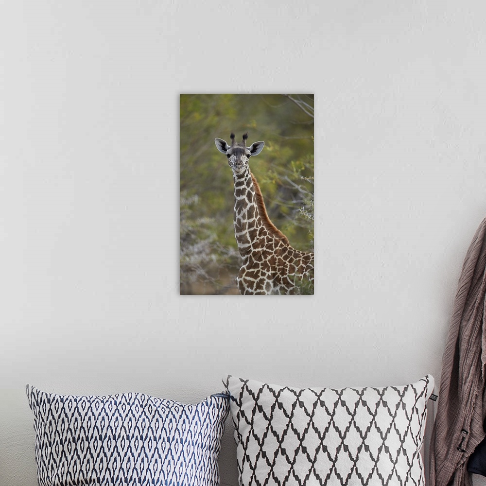 A bohemian room featuring Young Masai giraffe, Selous Game Reserve, Tanzania