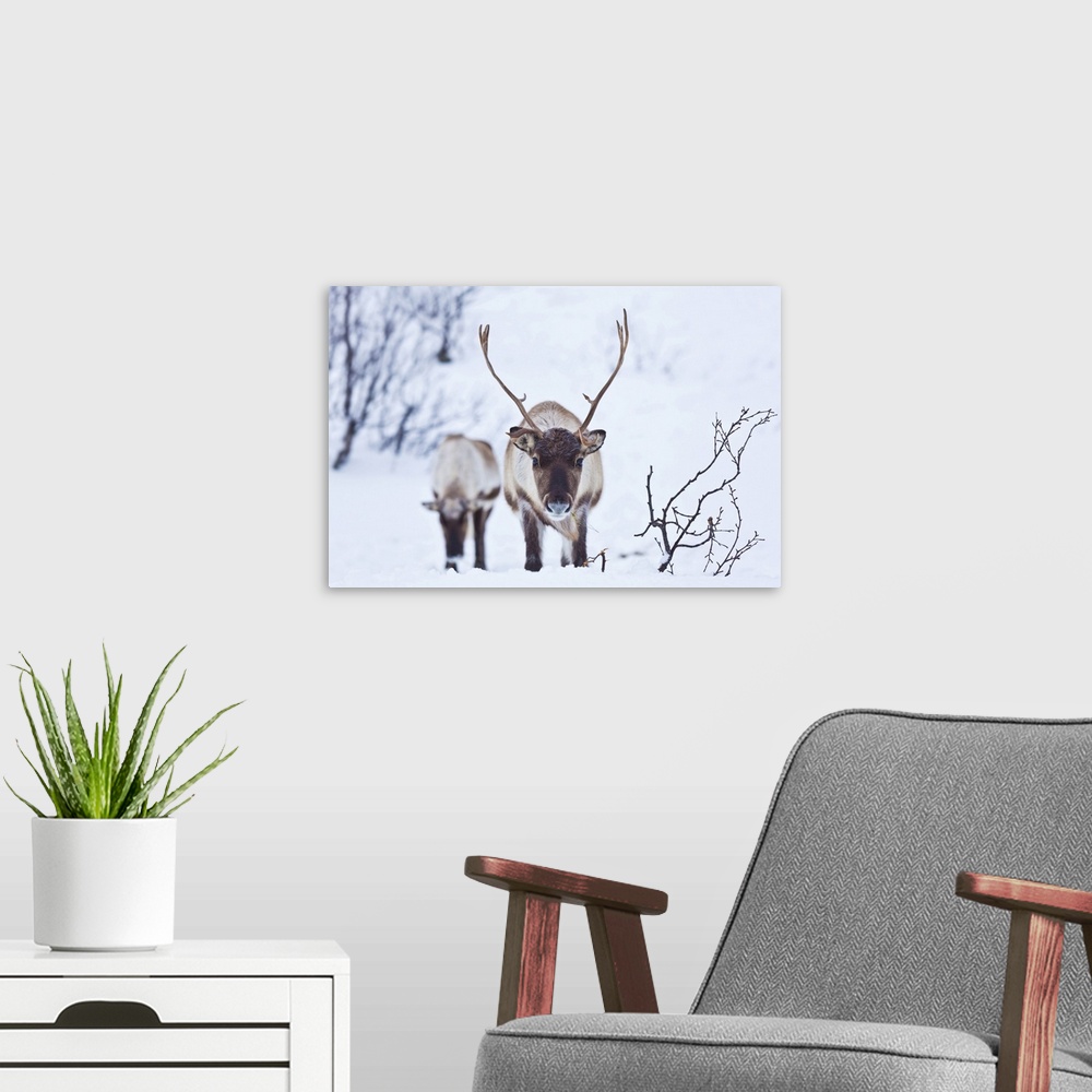 A modern room featuring Young reindeer (Rangifer tarandus) grazing, Kvaloya Island, Troms, North Norway, Scandinavia, Europe