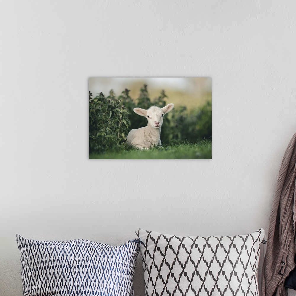 A bohemian room featuring Young Spring Lamb lying in a field, Oxfordshire, England, United Kingdom, Europe