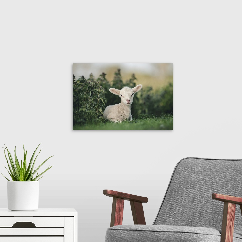 A modern room featuring Young Spring Lamb lying in a field, Oxfordshire, England, United Kingdom, Europe