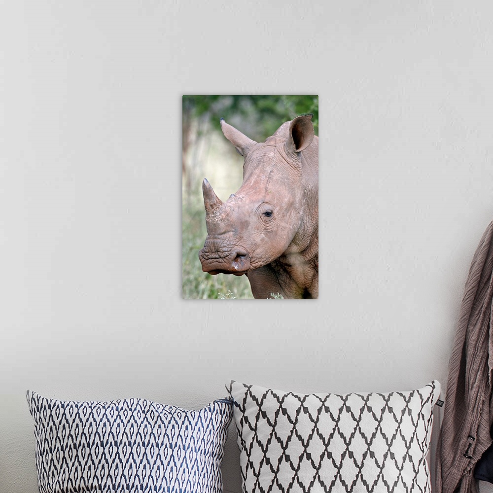 A bohemian room featuring Young white rhinoceros, Kruger National Park, South Africa, Africa