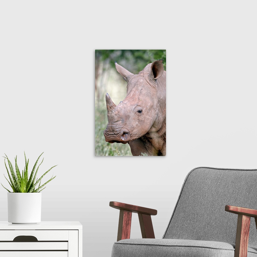 A modern room featuring Young white rhinoceros, Kruger National Park, South Africa, Africa