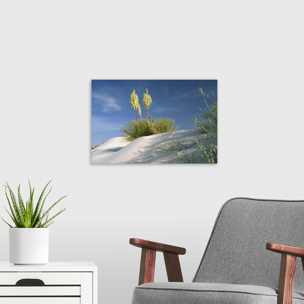 A modern room featuring Yucca bloom in Gypsum dunes, White Sands National Monument, New Mexico, USA