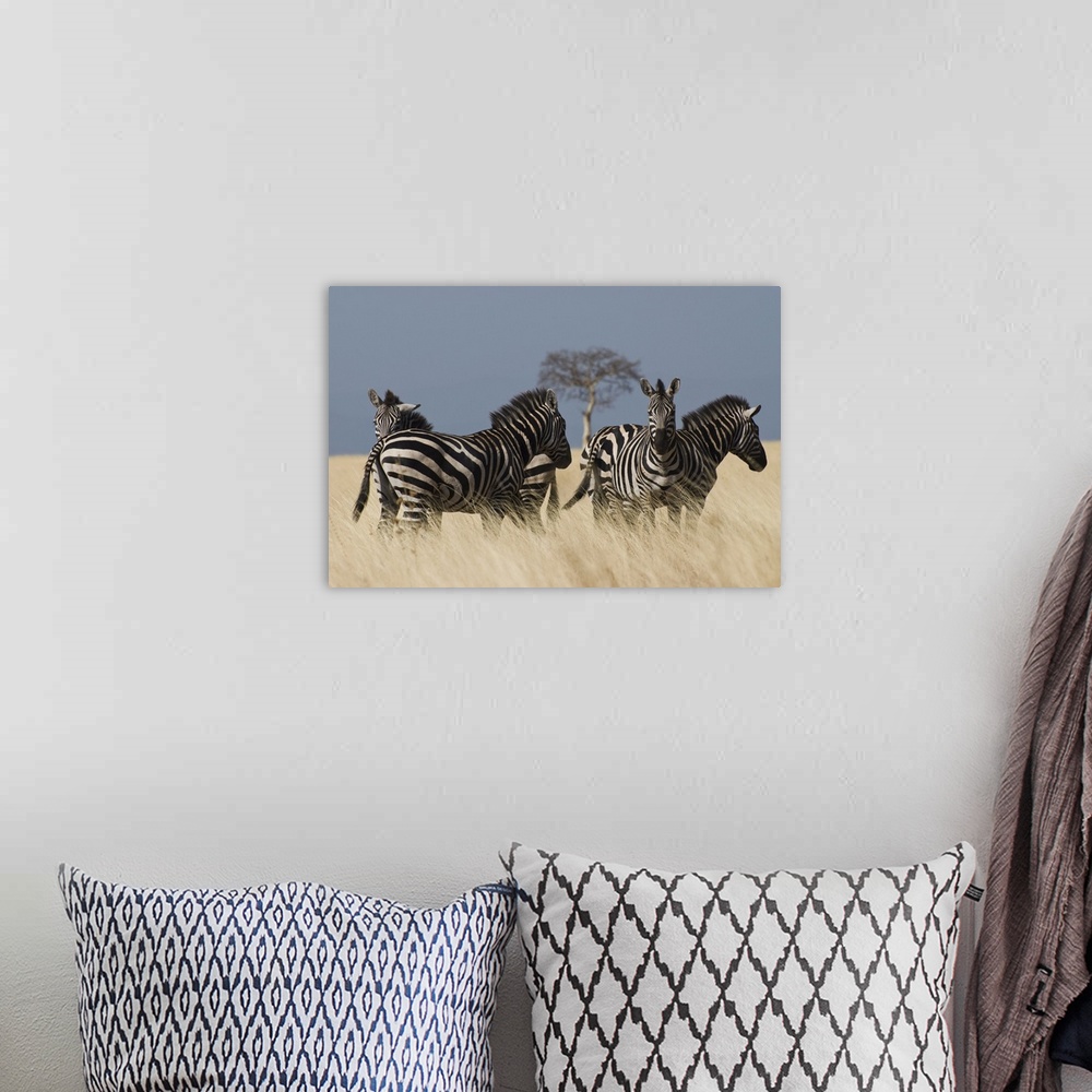 A bohemian room featuring Zebras at Nechisar National Park, Arba Minch, Rift Valley region, Ethiopia, Africa