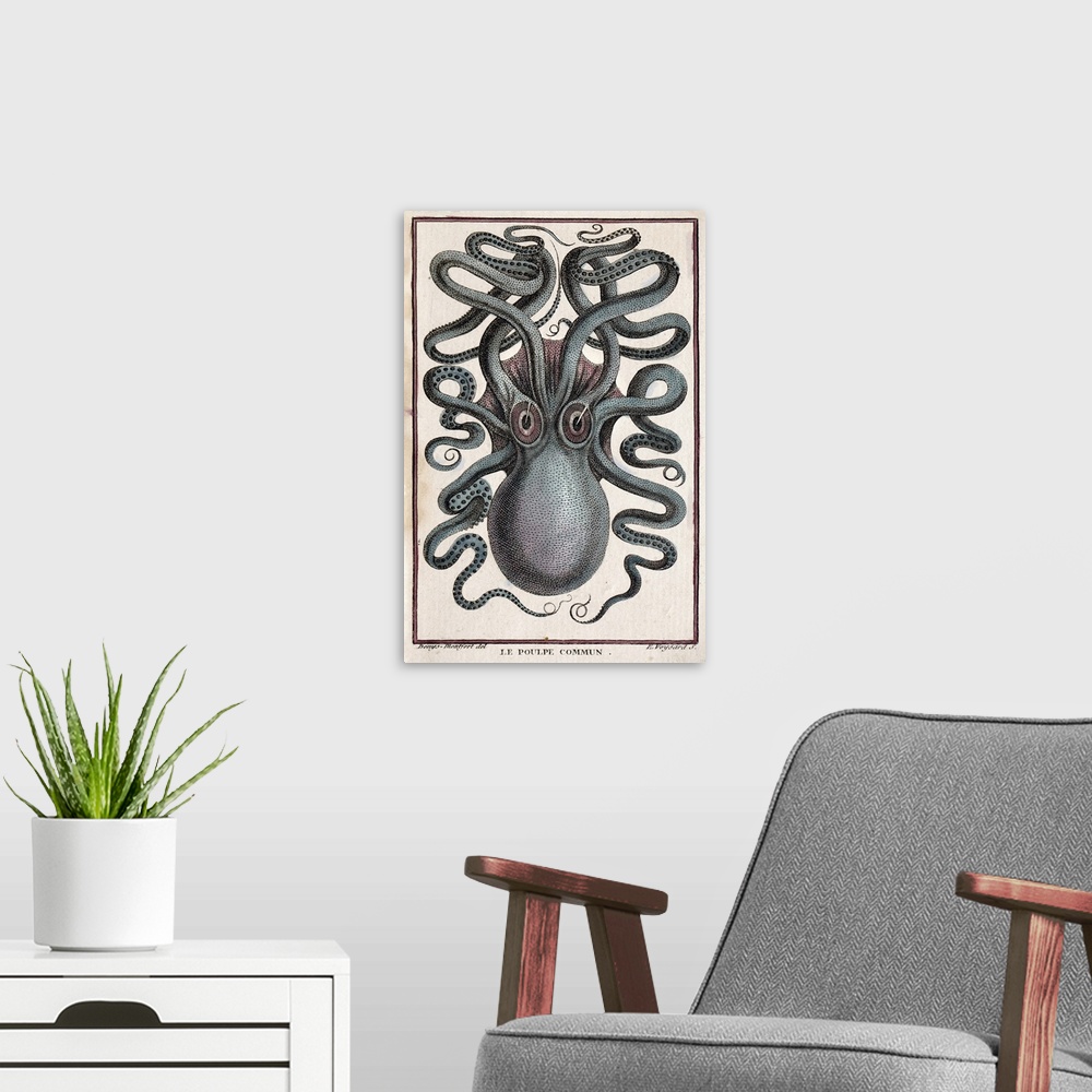 A modern room featuring Common Octopus. Pierre Denys de Montfort engraving from "Histoire Naturelle Generale et Particuli...
