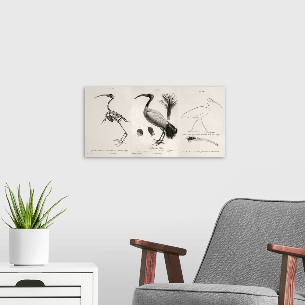 A modern room featuring 1812 Egyptian Ibis