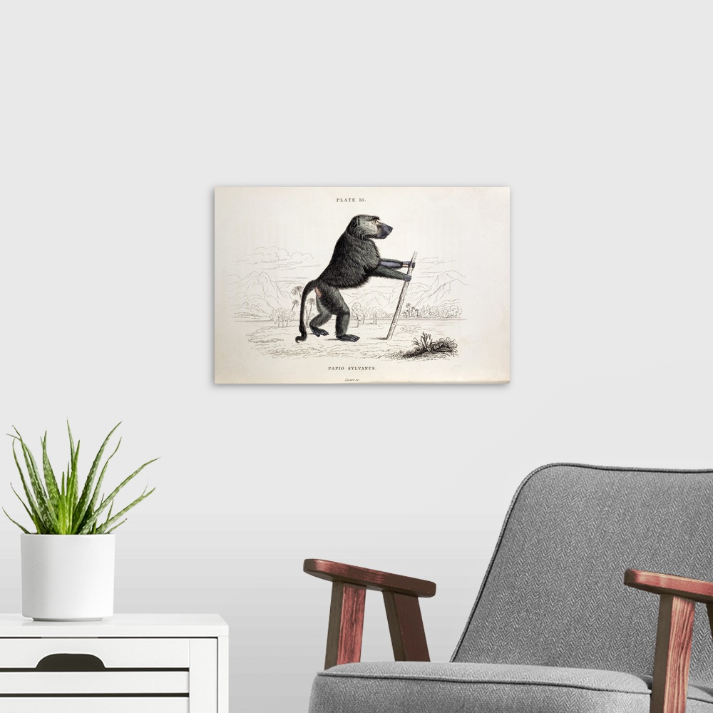 A modern room featuring Papio sylvanus, Chacma baboon. Steel plate engraving with contemporary hand colouring from \The N...