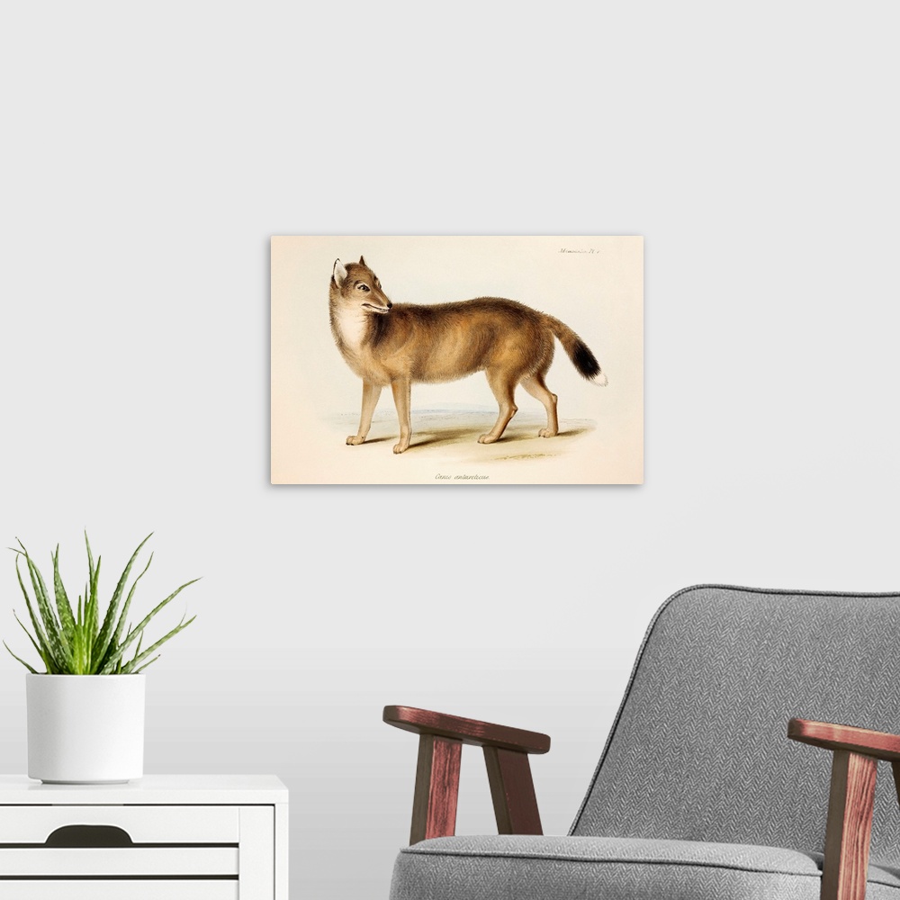 A modern room featuring The extinct Falkland Island Wolf or Fox. Hand coloured lithograph, Plate IV, The Zoology of the V...