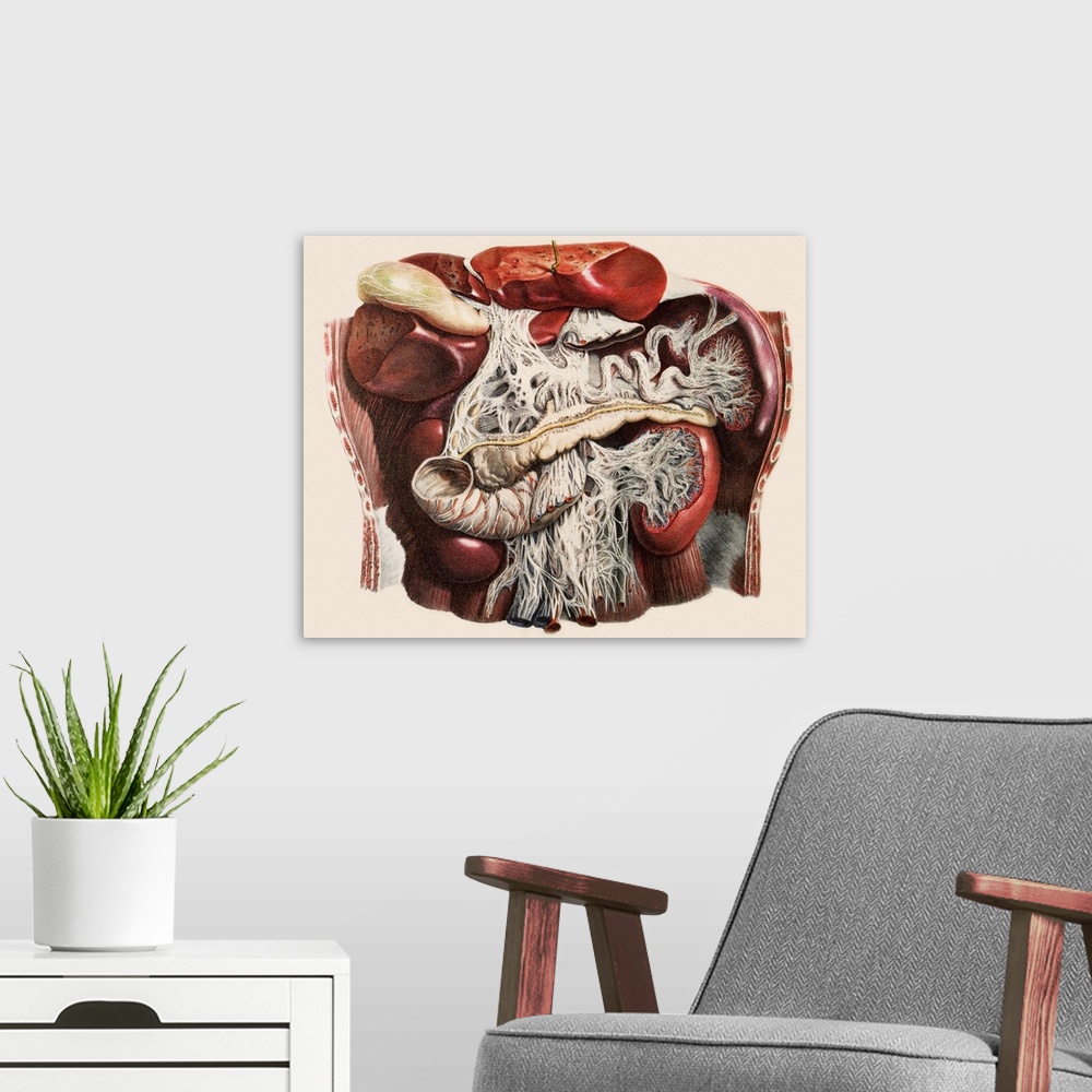 A modern room featuring Abdominal organs, historical anatomical artwork. This ventral (front) view of a dissected abdomen...