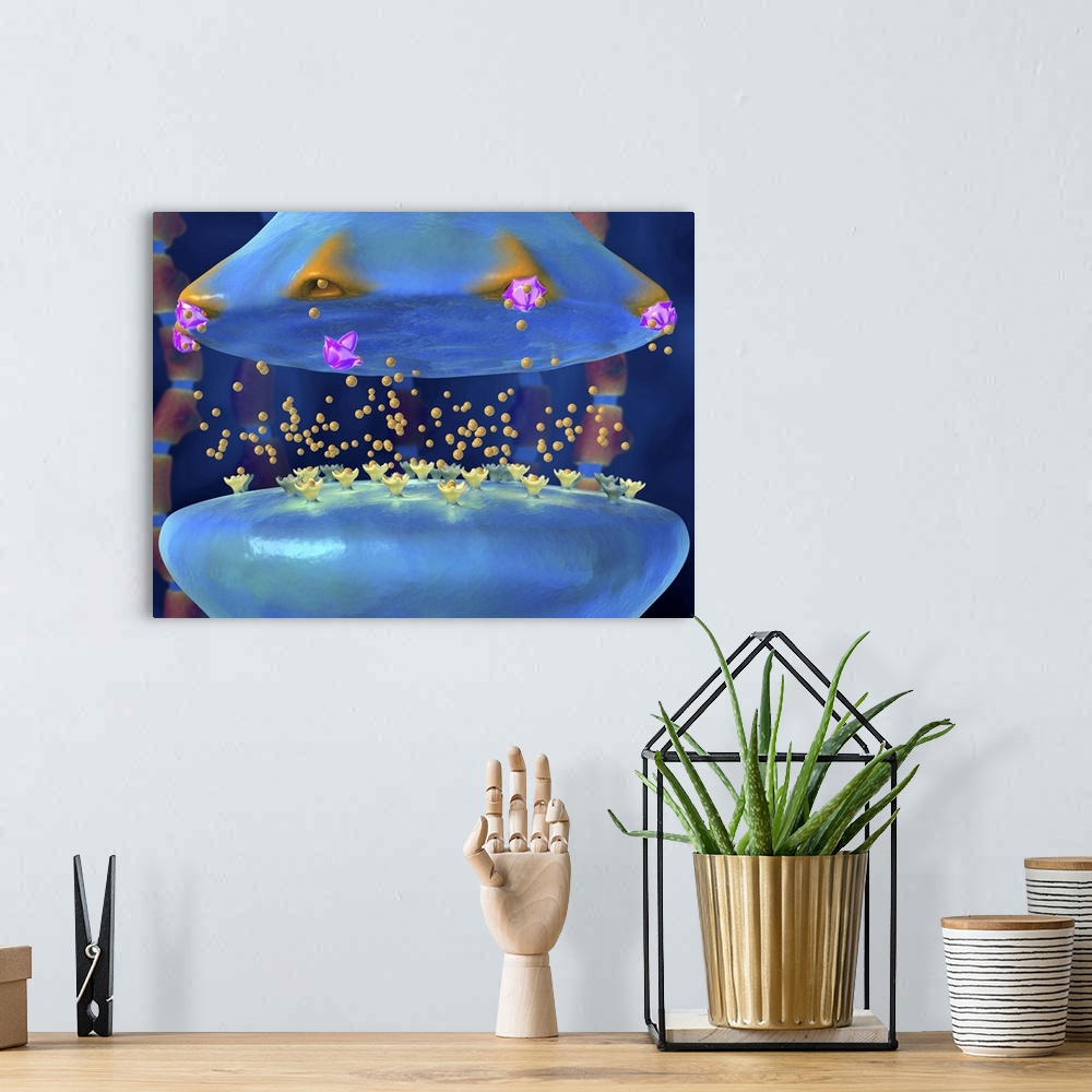 A bohemian room featuring Action of selective serotonin reuptake inhibitors (SSRIs) at a chemical synapse, computer artwork...