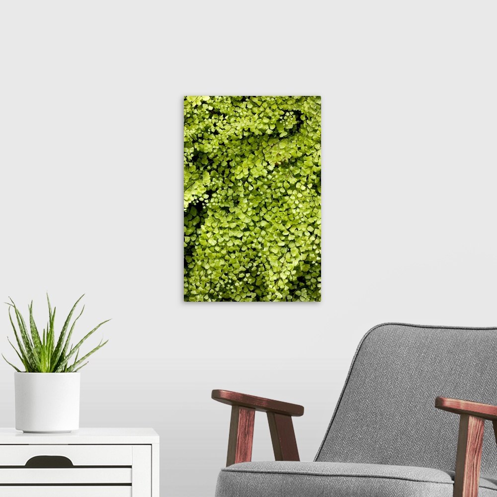 A modern room featuring True maidenhair fern (Adiantum capillus-veneris). Photographed in Andalucia, Spain.