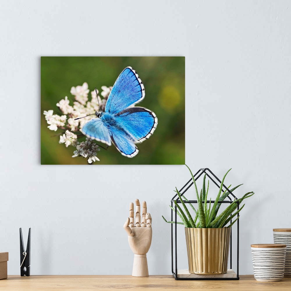 A bohemian room featuring Adonis blue butterfly. Male adonis blue butterfly (Lysandra bellargus) feeding on nectar from a s...