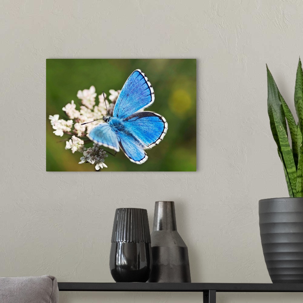 A modern room featuring Adonis blue butterfly. Male adonis blue butterfly (Lysandra bellargus) feeding on nectar from a s...