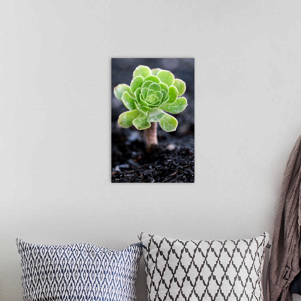 A bohemian room featuring Aeonium plant. This plant is a succulent, with thick leaves adapted to reduce loss of water. Phot...