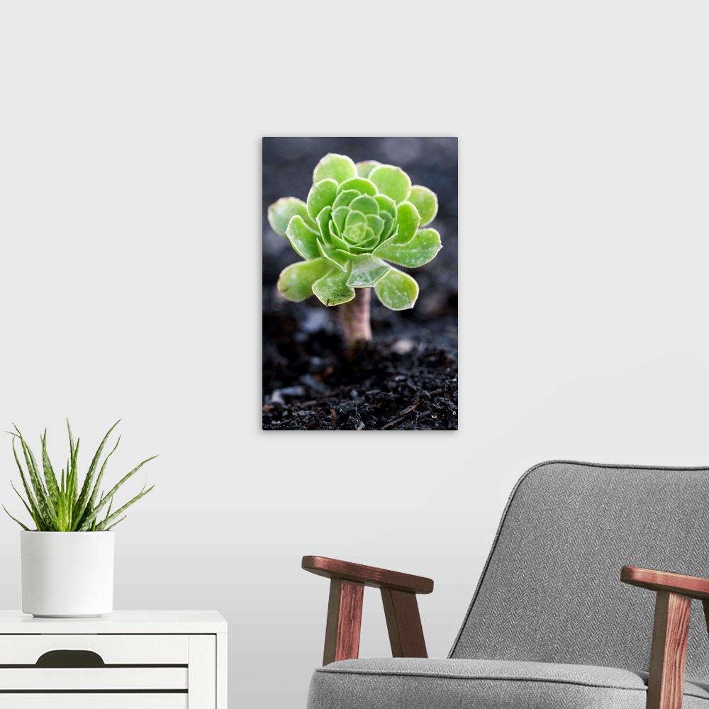 A modern room featuring Aeonium plant. This plant is a succulent, with thick leaves adapted to reduce loss of water. Phot...