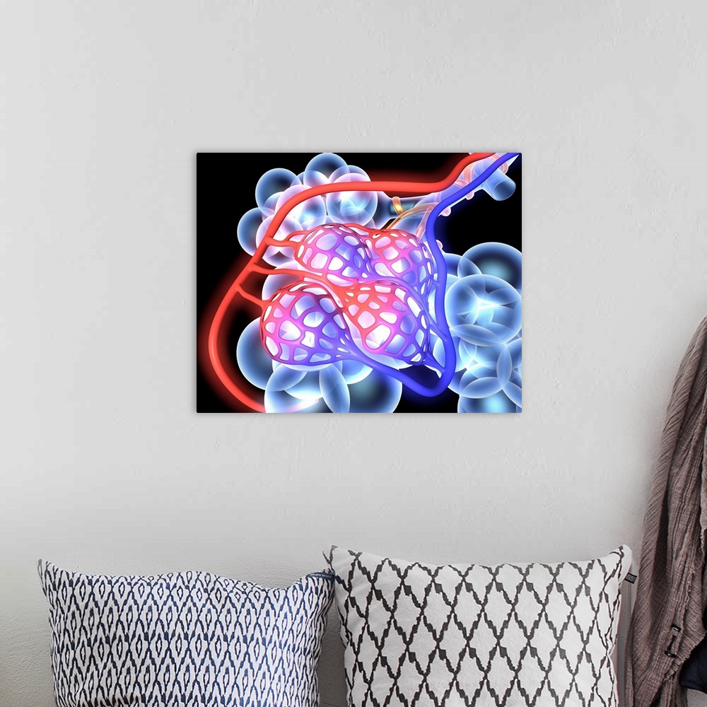 A bohemian room featuring Alveoli. 3d medical illustration showing the alveoli and blood vessels in the human lung.