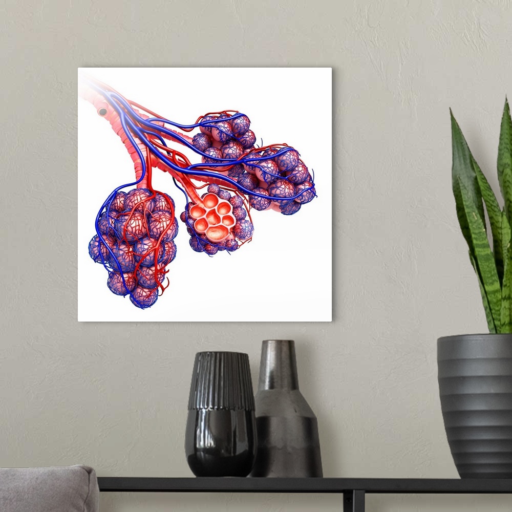 A modern room featuring Alveoli of the human lung, illustration.